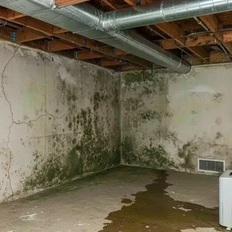 Professional Mold Removal in Stanley, VA